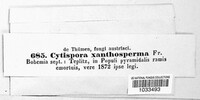 Cytospora xanthosperma image